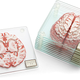 Illustration for article titled Learn About the Brain While Destroying Yours With These Drink Coasters